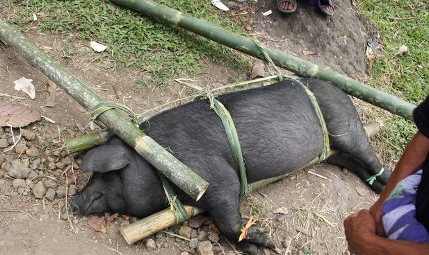 pig-tied-up