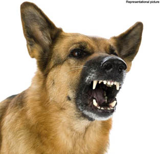 barking-police-dog