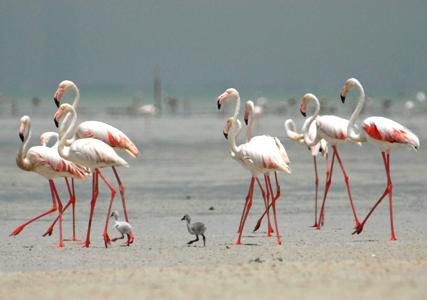 flamingo birds with chicks
