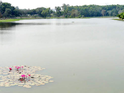 Kaikondanahalli lake: A classic example of how a lake can be rejuvenated.