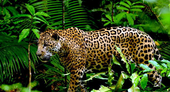 Amazon_Poster_Pics_9