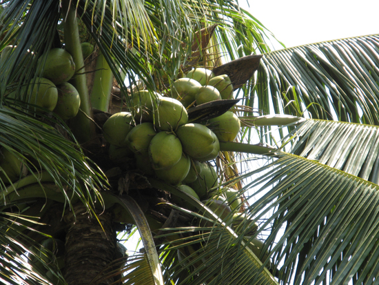 Coconut_green