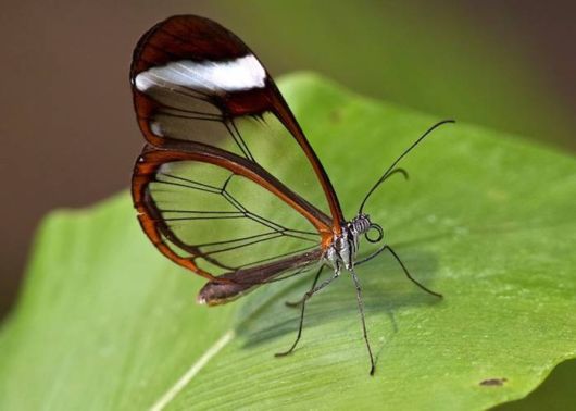 glasswinged_transparent_butterfly_06