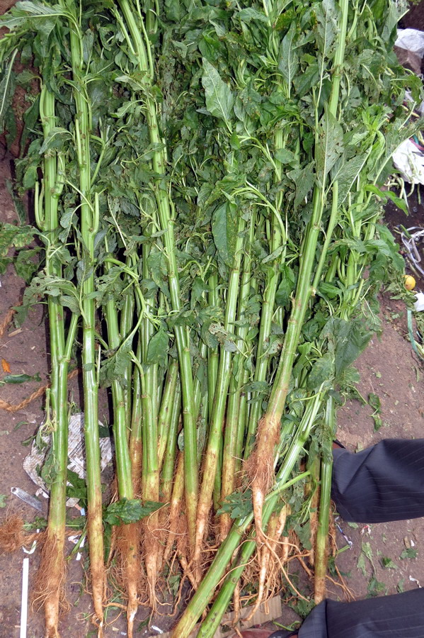 Astami_special_pics_10