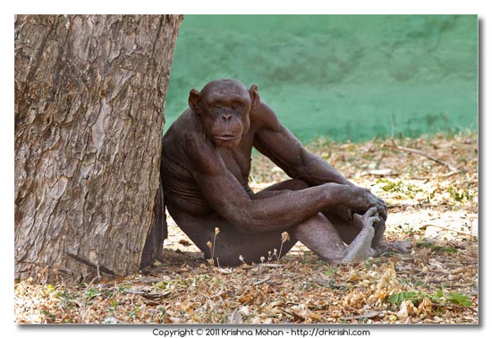 Hairless Chimpanzee at Mysore  Zoo