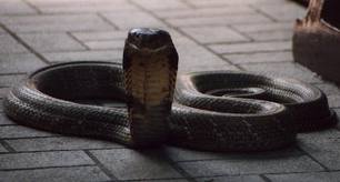 cobra_snake_nagpanchami