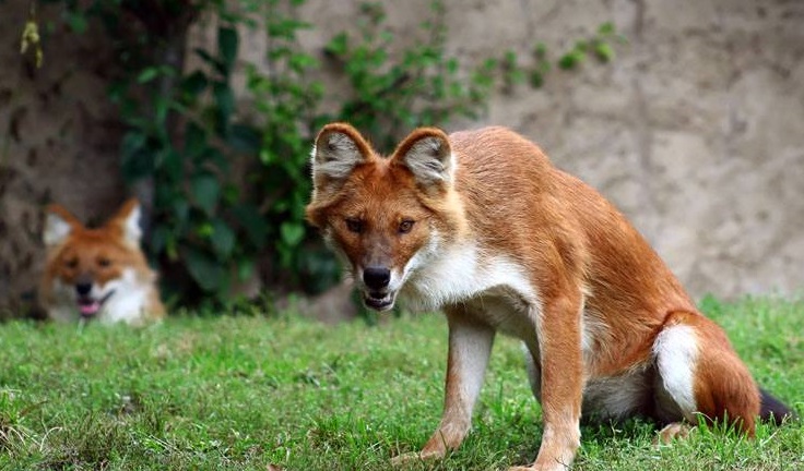 Animal’s you did’nt know existed KANNADIGA WORLD