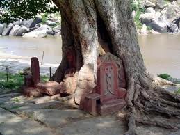 king_cobra_nagpancchami