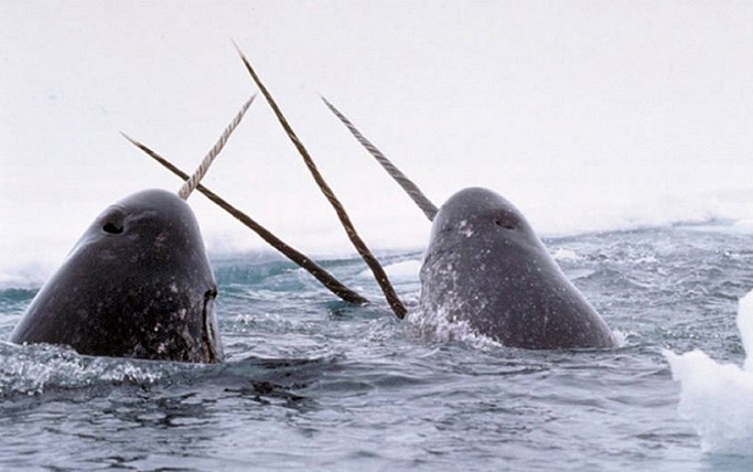 narwhal