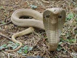 snake350_nagpanchami_festival