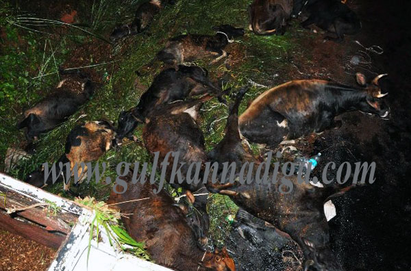 Illiegall_Cattle_transport1