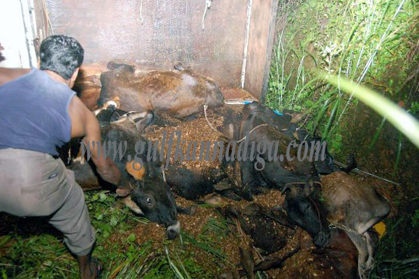 Illiegall_Cattle_transport2