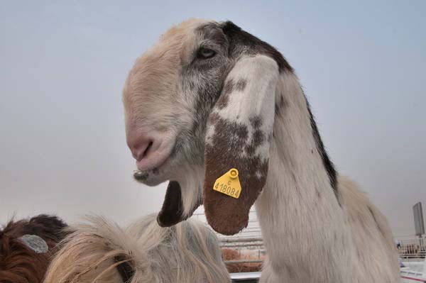 Saudi goat