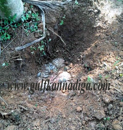 illegal_slaughter_house4