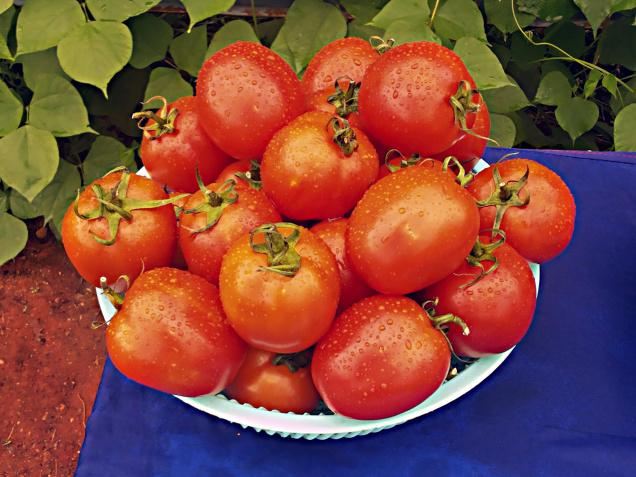 New tomato variety that yields 19 kg a plant | KANNADIGA WORLD
