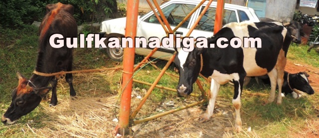 illegal-cow-transport-13