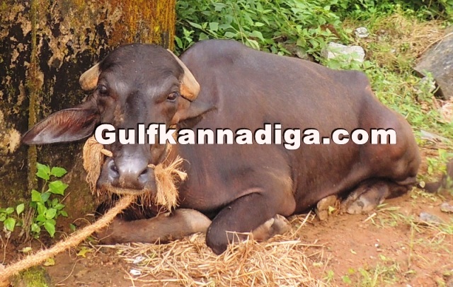 illegal-cow-transport-14