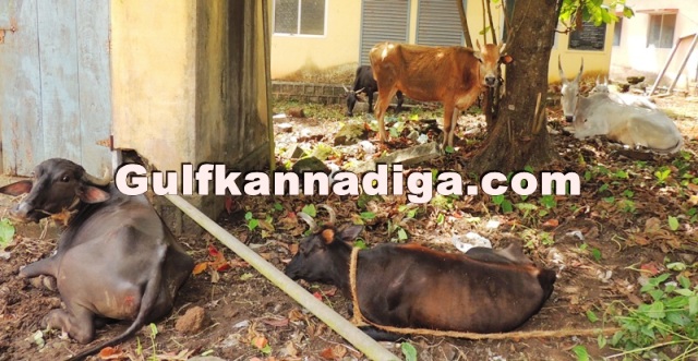 illegal-cow-transport-15