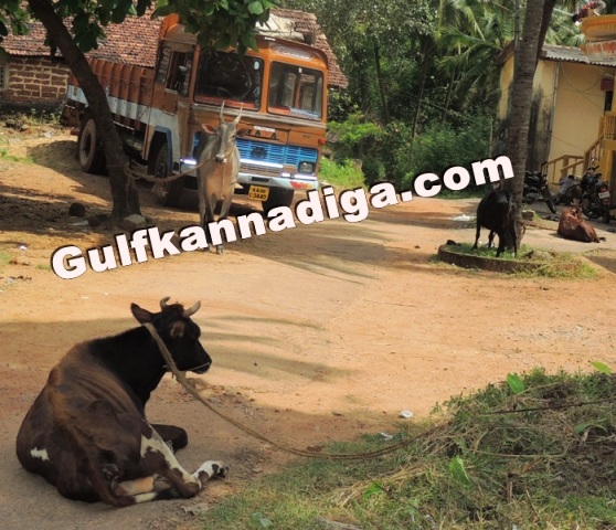 illegal-cow-transport-16