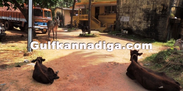 illegal-cow-transport-17