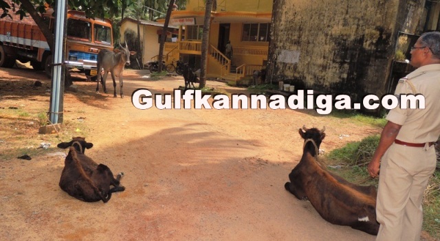 illegal-cow-transport-18