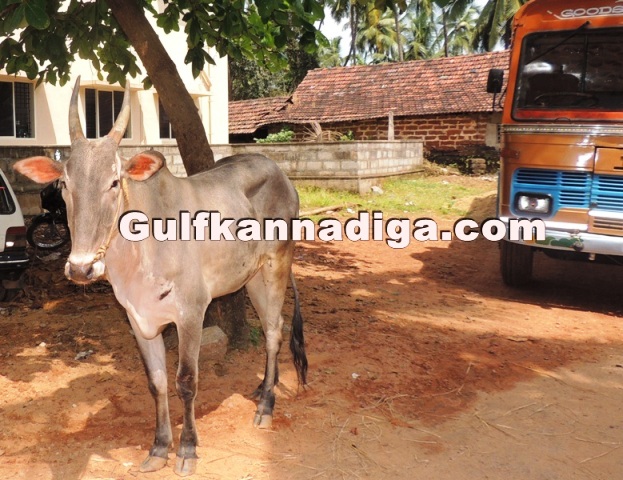 illegal-cow-transport-20
