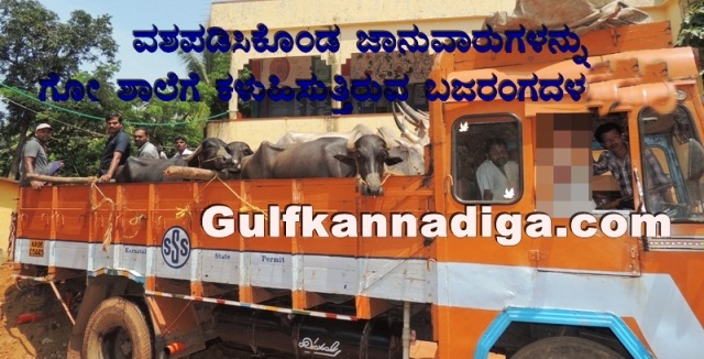 illegal-cow-transport-22