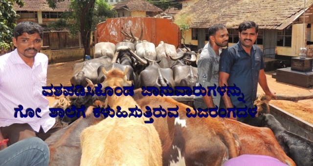 illegal-cow-transport-23