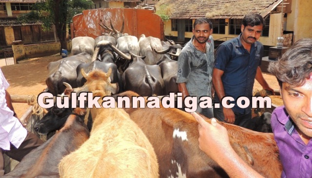 illegal-cow-transport-24