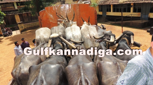 illegal-cow-transport-26