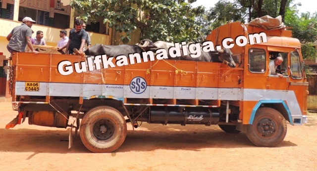 illegal-cow-transport-27