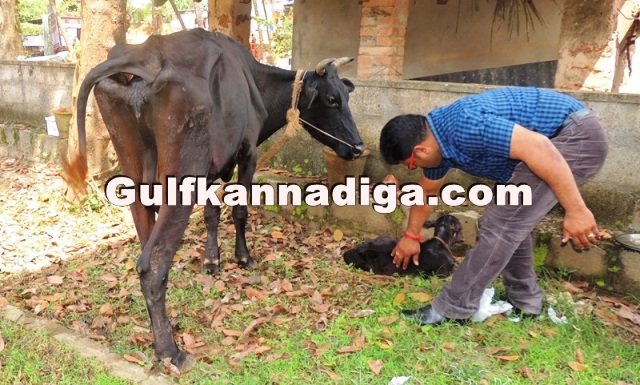 illegal-cow-transport-29