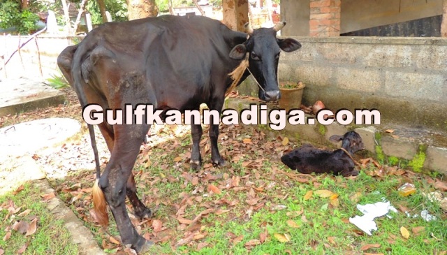 illegal-cow-transport-30