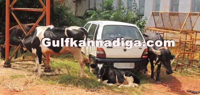 illegal-cow-transport-31