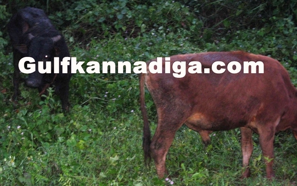 illegale-cow-transport-sasthana-5