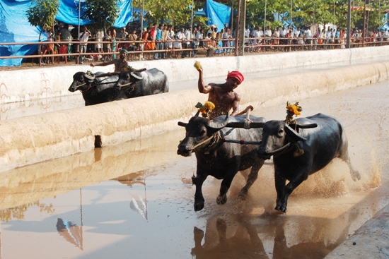 karkala_kambala_result-1