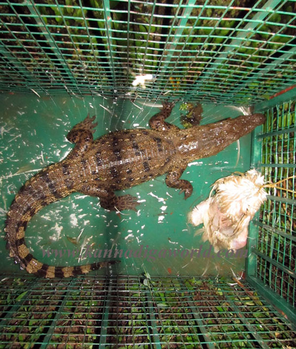 panja_crocdile_caught