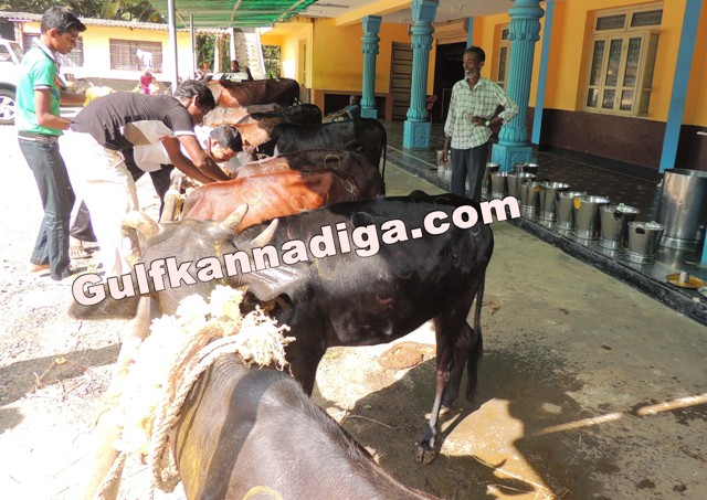 govu-pooje-koteshvara-21