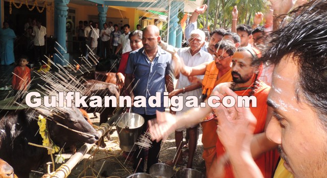 govu-pooje-koteshvara-3