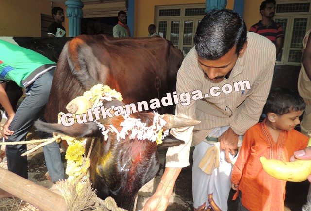 govu-pooje-koteshvara-6