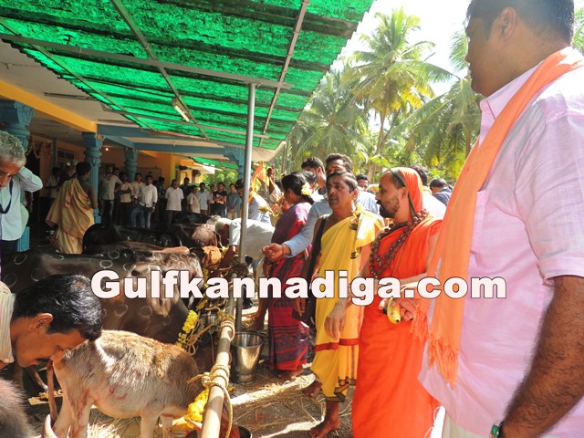 govu-pooje-koteshvara-8