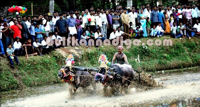 yadtadi-kambala-2