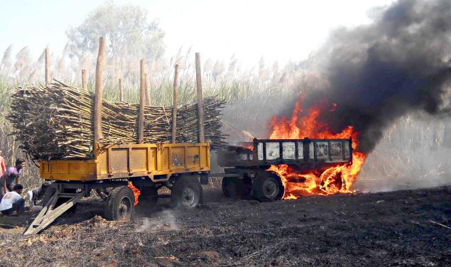 SUGARCANE_BUR_1682478f