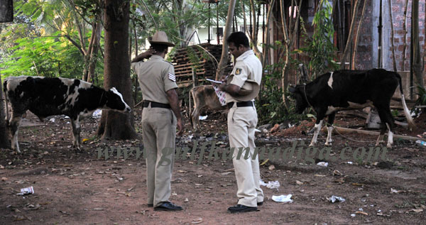 illegal_cattle-trade_1