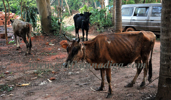illegal_cattle-trade_2