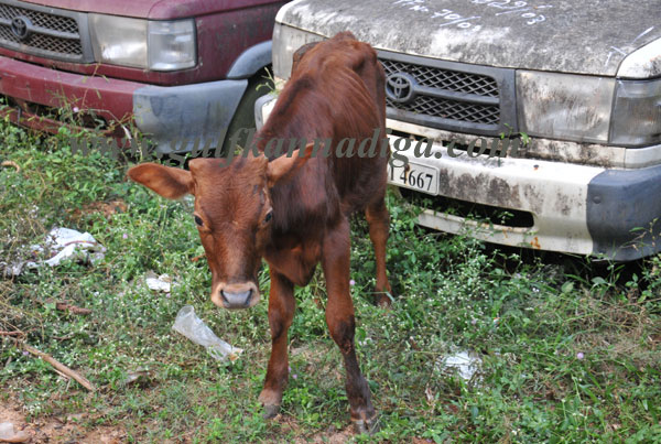 illegal_cattle-trade_4