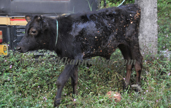 illegal_cattle-trade_7