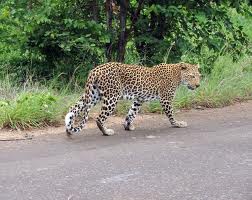 leopard-hunting_prey