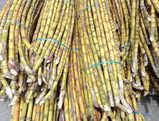 sugarcane