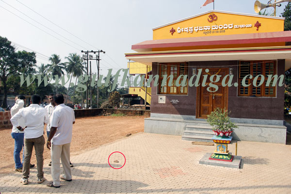 Kulai_crcket_Fight_8